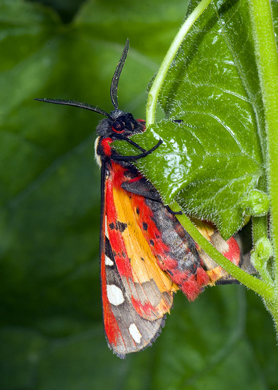 Arctia villica, Erebidae Arctiinae